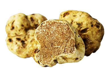 WHOLESALE FRESH TRUFFLES FOR COMPANIES, RESTAURANTS, RETAILERS, COMMERCIAL BROKERS
