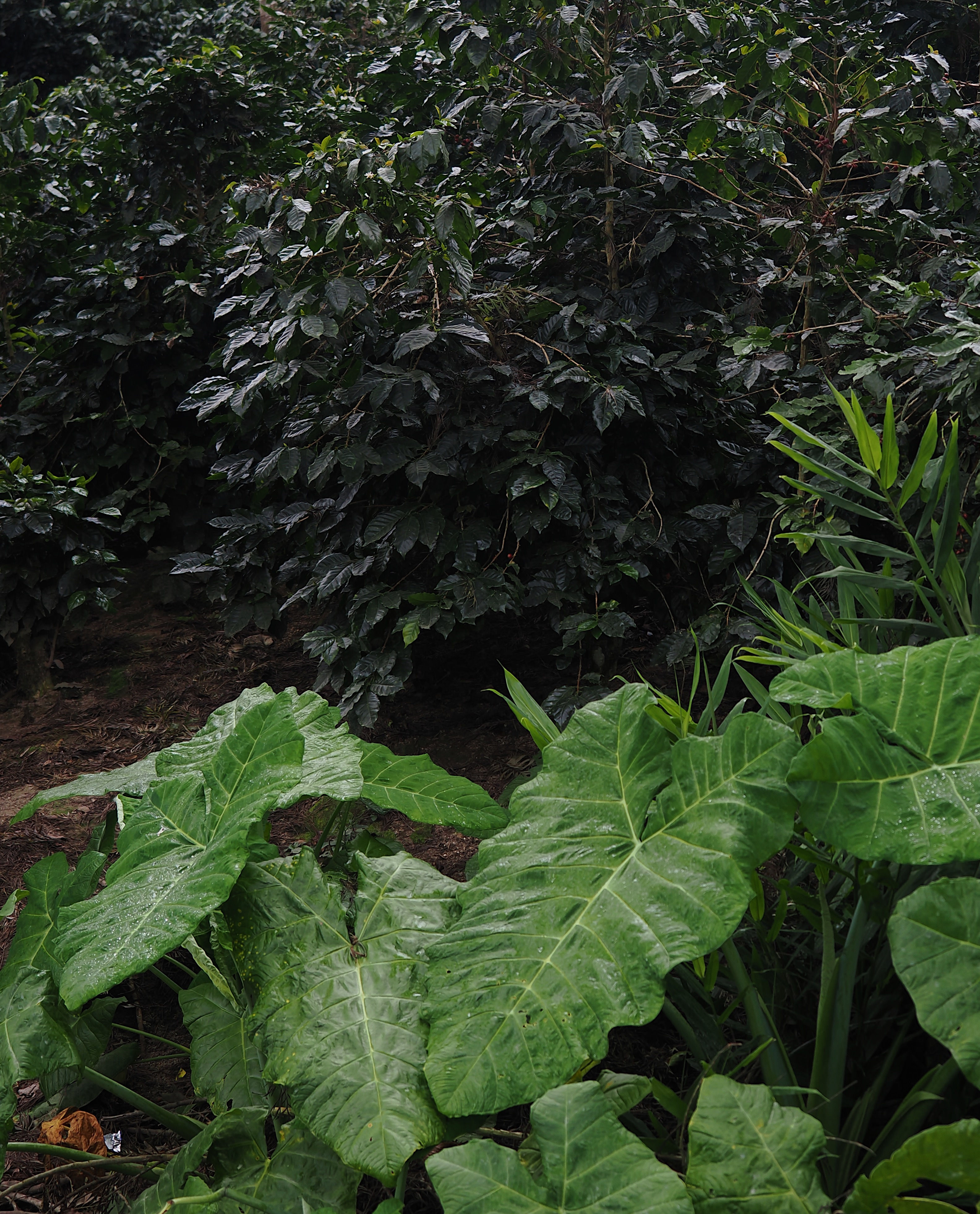 Honduras Yoni Pinto Prolonged Fermentation