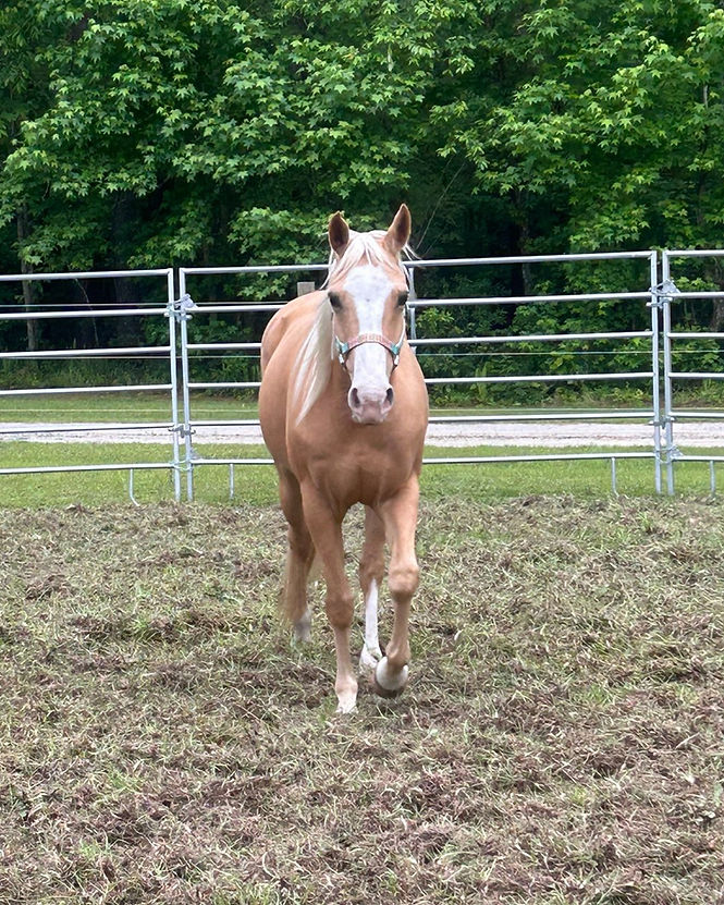 Round Pen Horse Head On.jpg