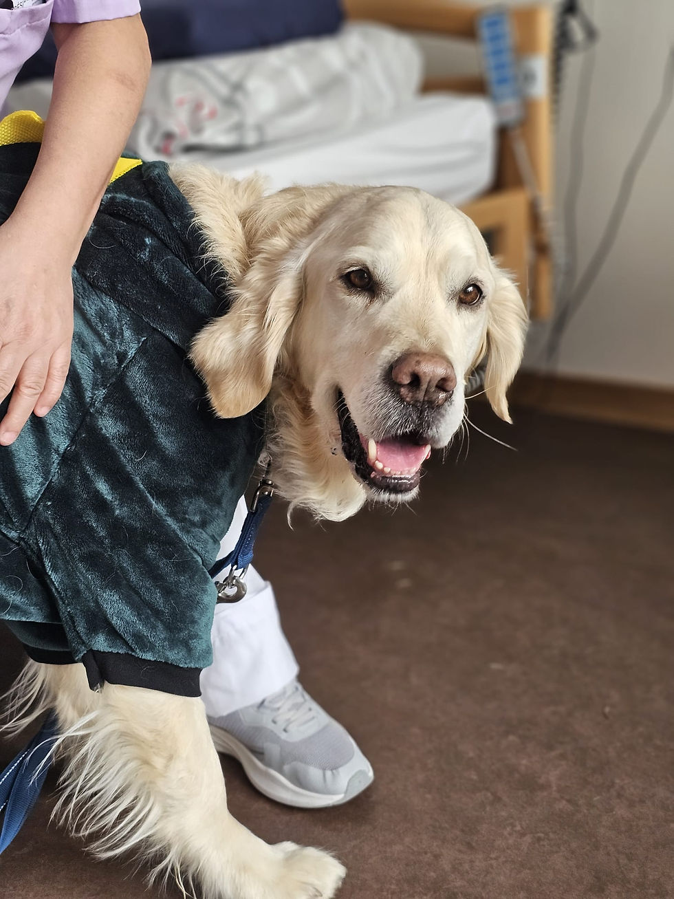 Golden retriever en visite auprès d'un résident en EMS, activité sociale Woafland