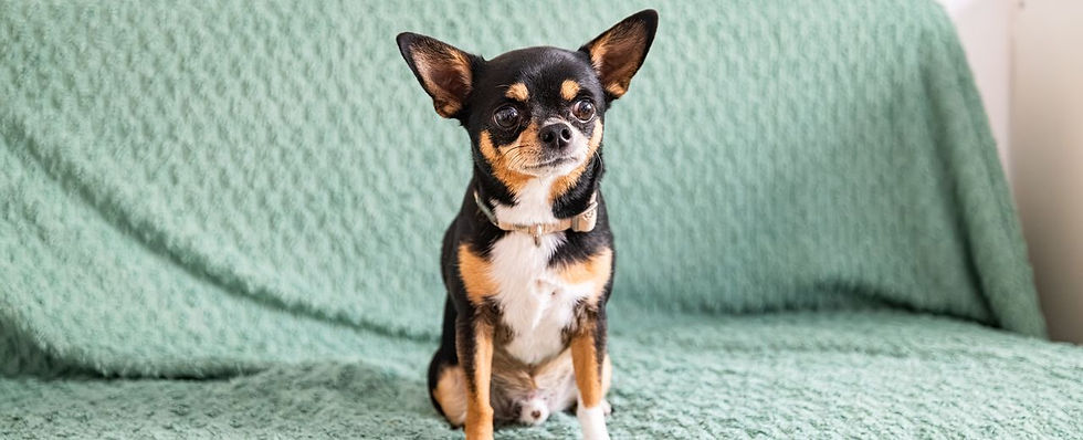 Chihuahua assis sur un plaid vert en pension chez Woafland