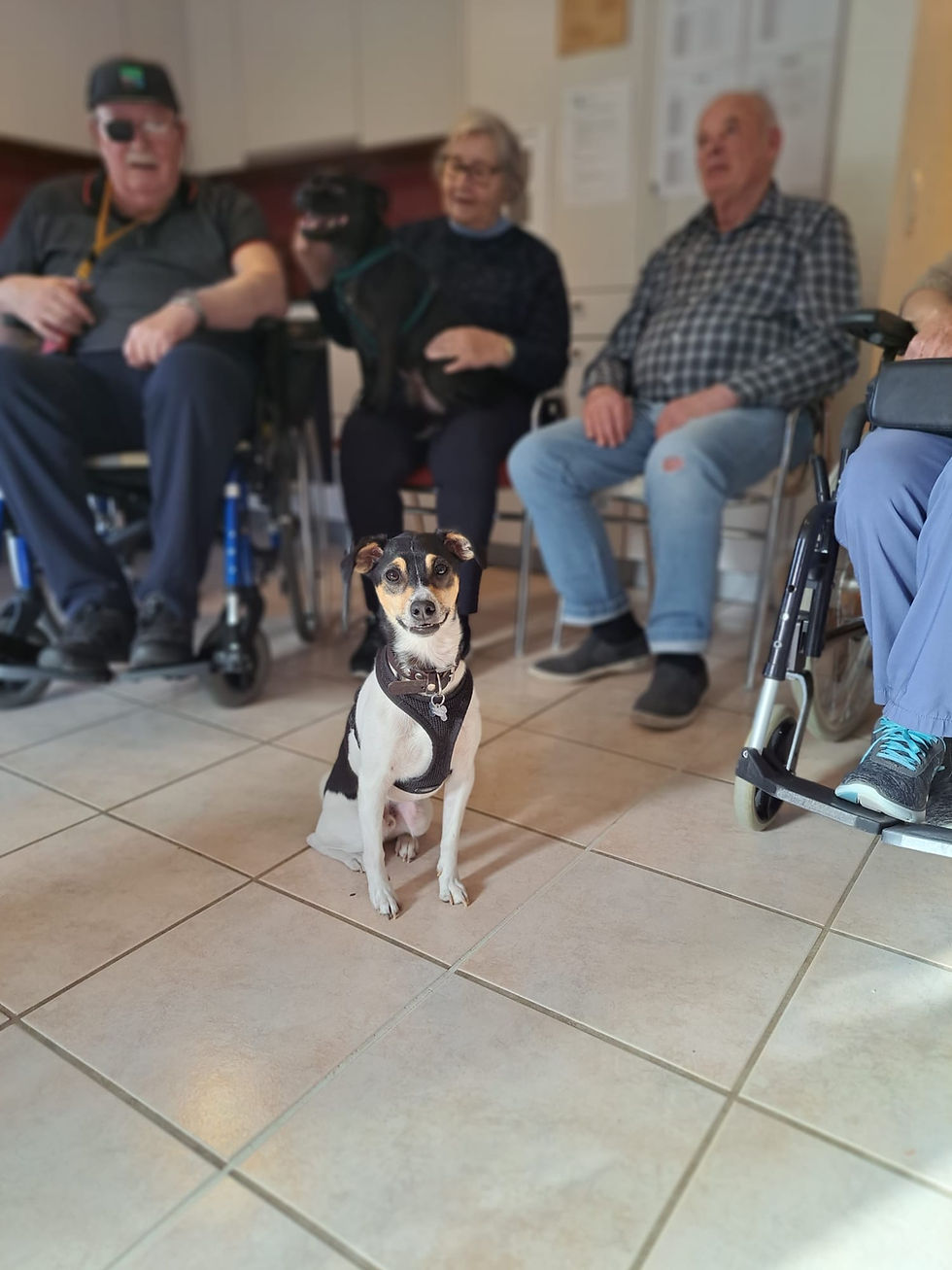 Chien auprès de résidents en EMS lors d'une visite sociale Woafland