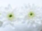 retine-flowers-Chrysanthemum-Pina-Colada-White-035