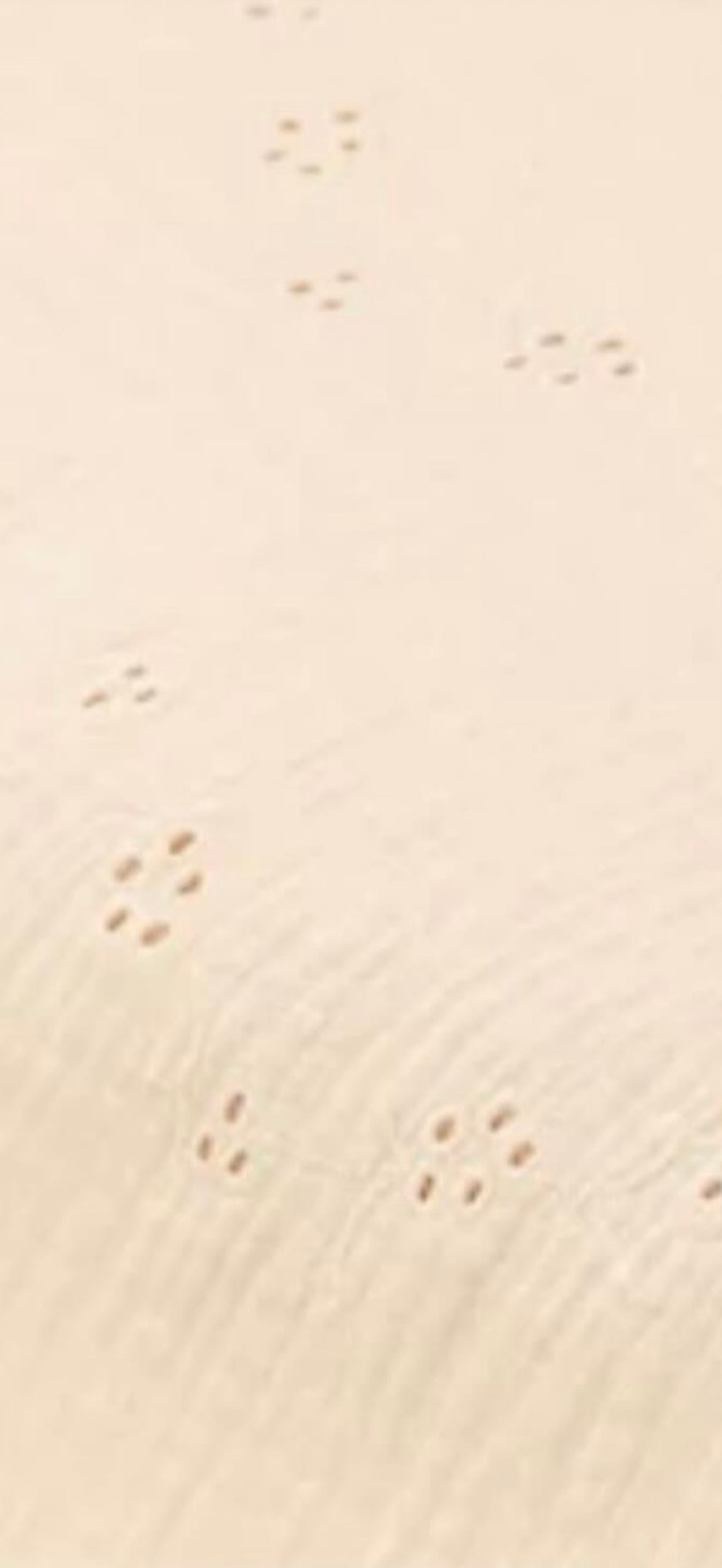 Noeud crème broderie 
