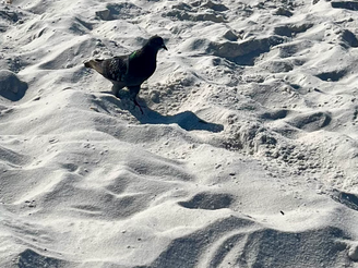 Seagull or Pigeon?
