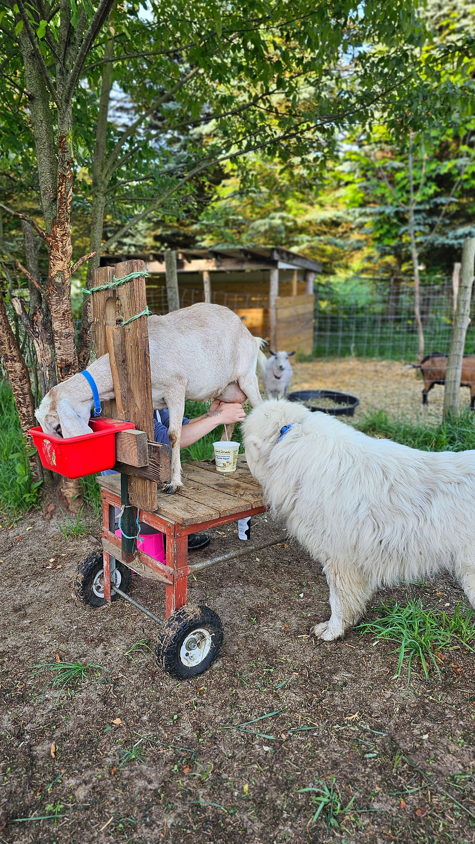 Why I Suggest New Goat Owners Start With a Trained Adult Doe