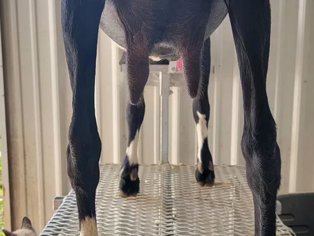 An emptied udder from a dair goat.