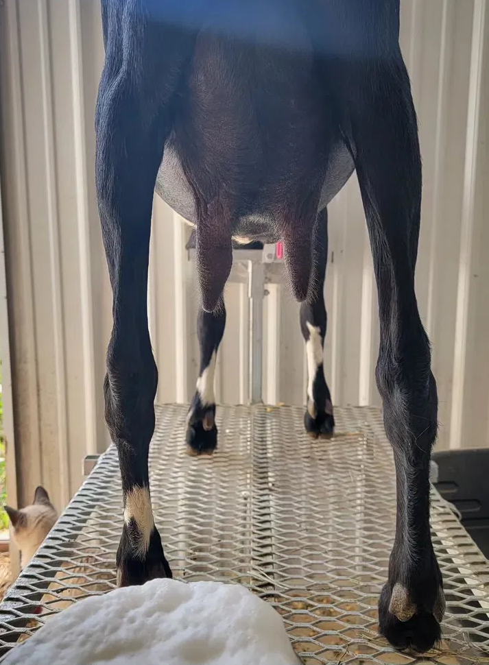 An emptied udder from a dair goat.