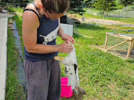 A woman stands over a blue bucket and pink feeder on a sunny homestead, holding a white-and-brown spotted rabbit by its hind legs during processing, with spruce trees and a wire pasture pen in the background.