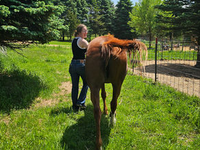 Morgan and senior quarter horse, Cassie, take a stroll