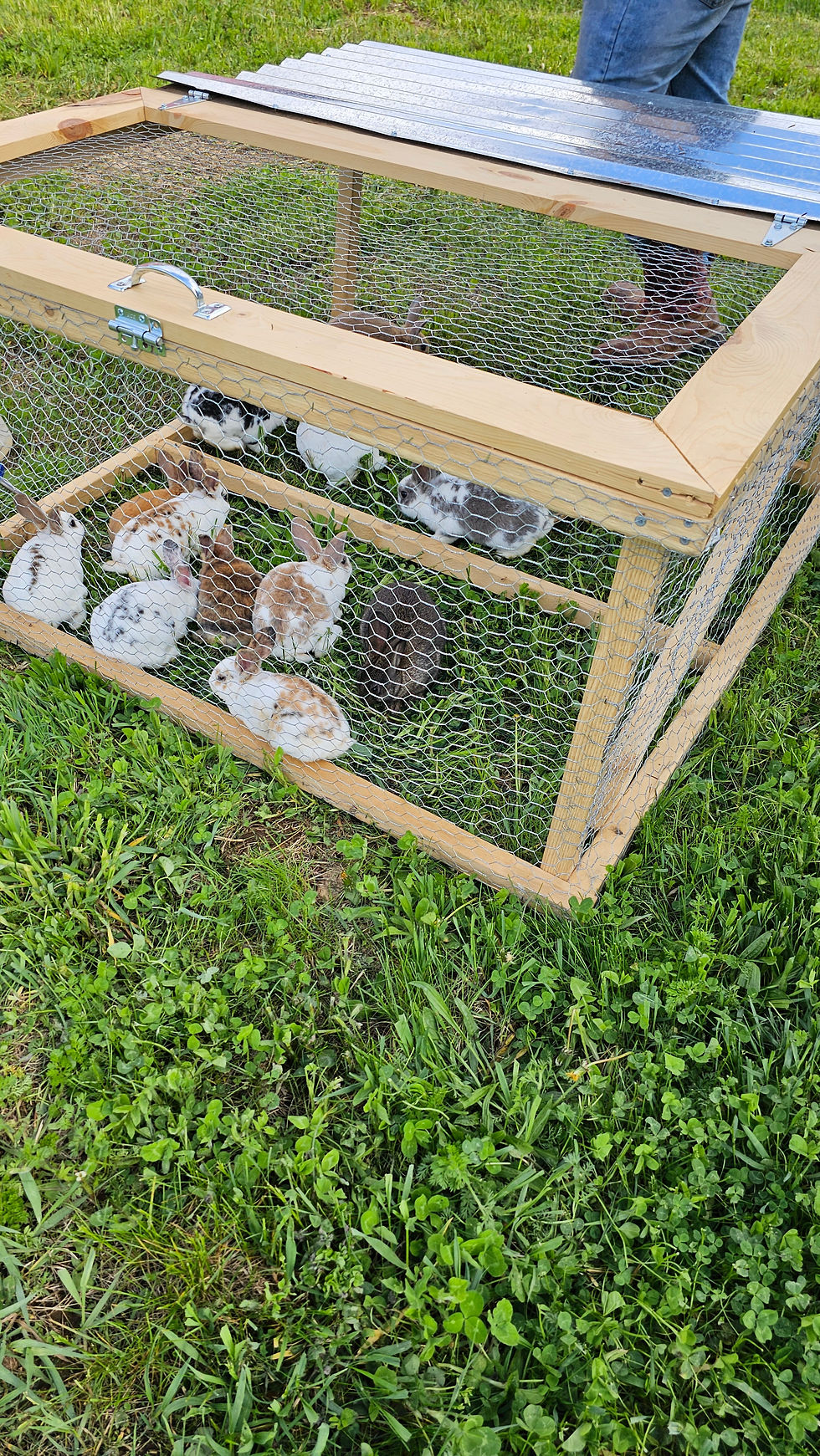 Rex kits in a bunny tractor.