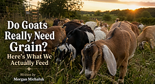 Do Goats Need Grain.png