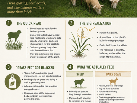 Nature Has Grains: What a Flock of Sheep Taught Me About the Grass-Fed Myth