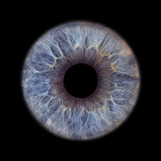 blaue Iris auf schwarzem Hintergrund