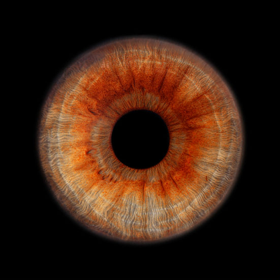 Foto von einer braunen Iris