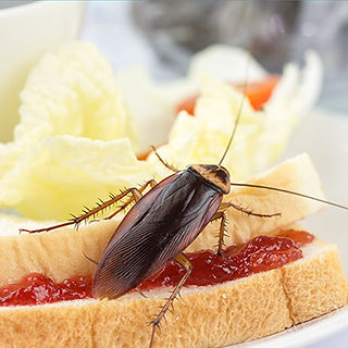 Cockroach on a sandwich