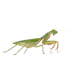 Praying mantis