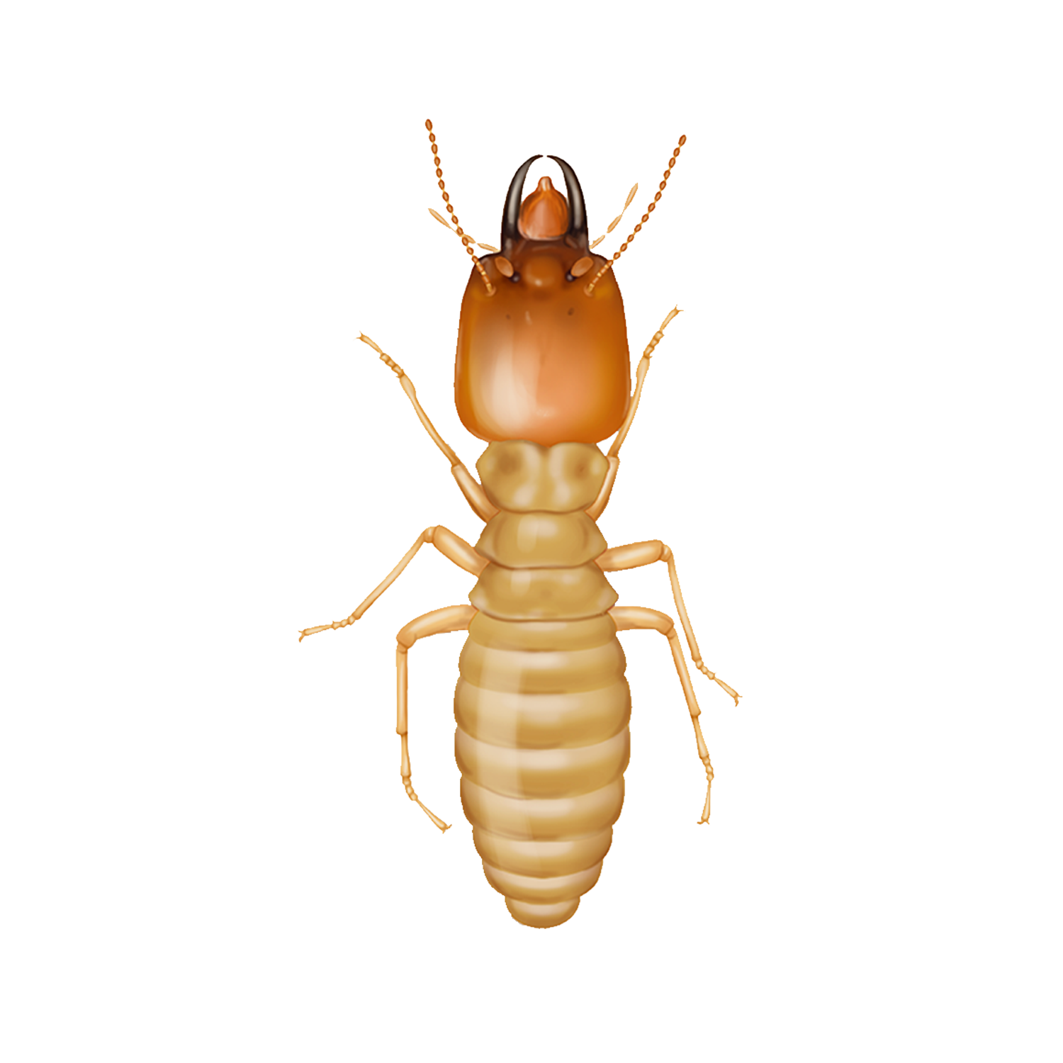 Termike specializes in eliminating subterranean termites, keeping your home safe and damage-free.