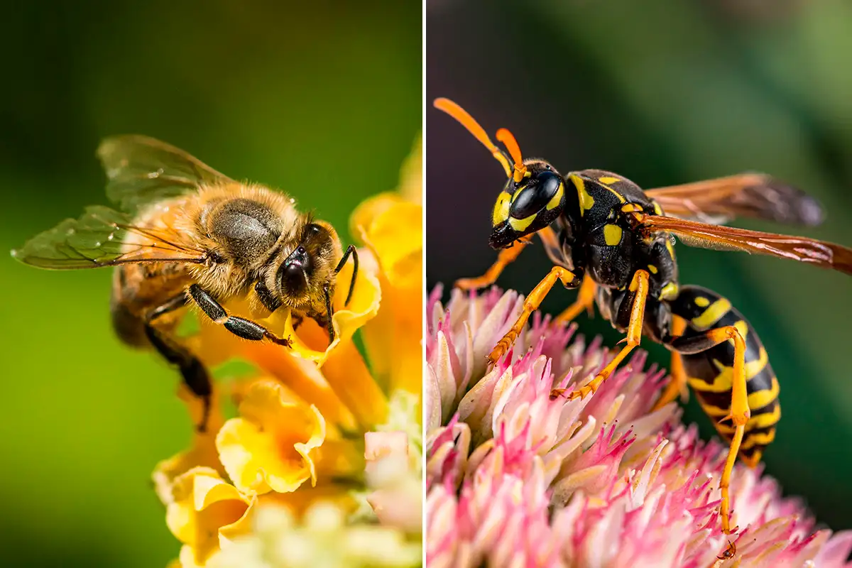 Close-up of a honeybee on a flower, representing Termike's bee removal services.