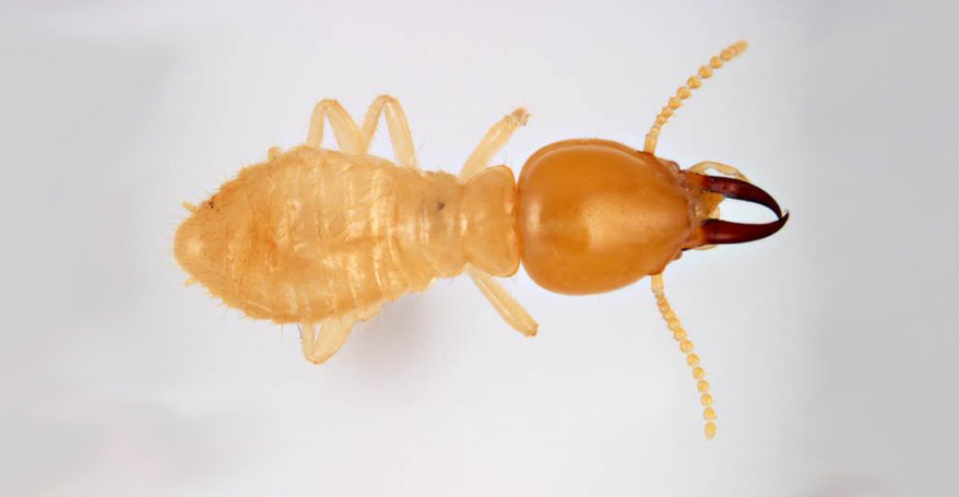 Image: Subterranean Termite Close-up. A close-up photograph capturing the intricate details of a subterranean termite, highlighting its segmented body and pale coloration. This image serves as a visual reference for identifying this common termite species
