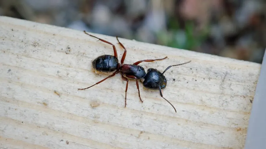 Close-up view of a carpenter ant on wood, showcasing Termike's expertise in pest control.