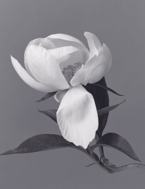 홍상현 개인전 - THE NOMAD GARDEN