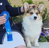 Mowgli show winner