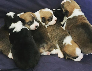 Corgi Puppy Pile