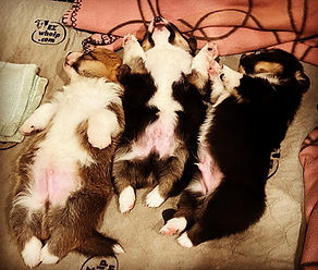 Sleeping Puppies
