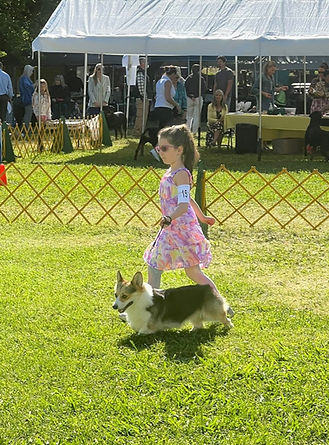 RockinHCorgis First Show