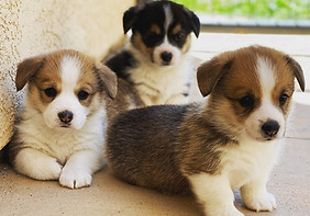 Three Corgi Puppies
