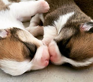 Corgi puppy kisses