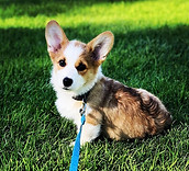 Corgi puppy bred by Amy Heuer