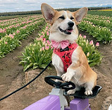 A Corgi bred by Amy Heuer