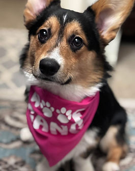 Happy Corgi Client