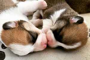 Brand new Corgi Puppies, Puppy Kiss