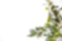 fresh-organic-green-olives-on-the-white-plate_edited.jpg