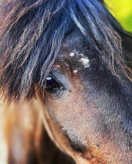 afbeelding 2508 site.jpg