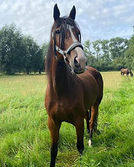 afbeelding 2509 site.jpg