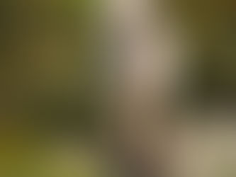 Lacey vom Guggenbühl