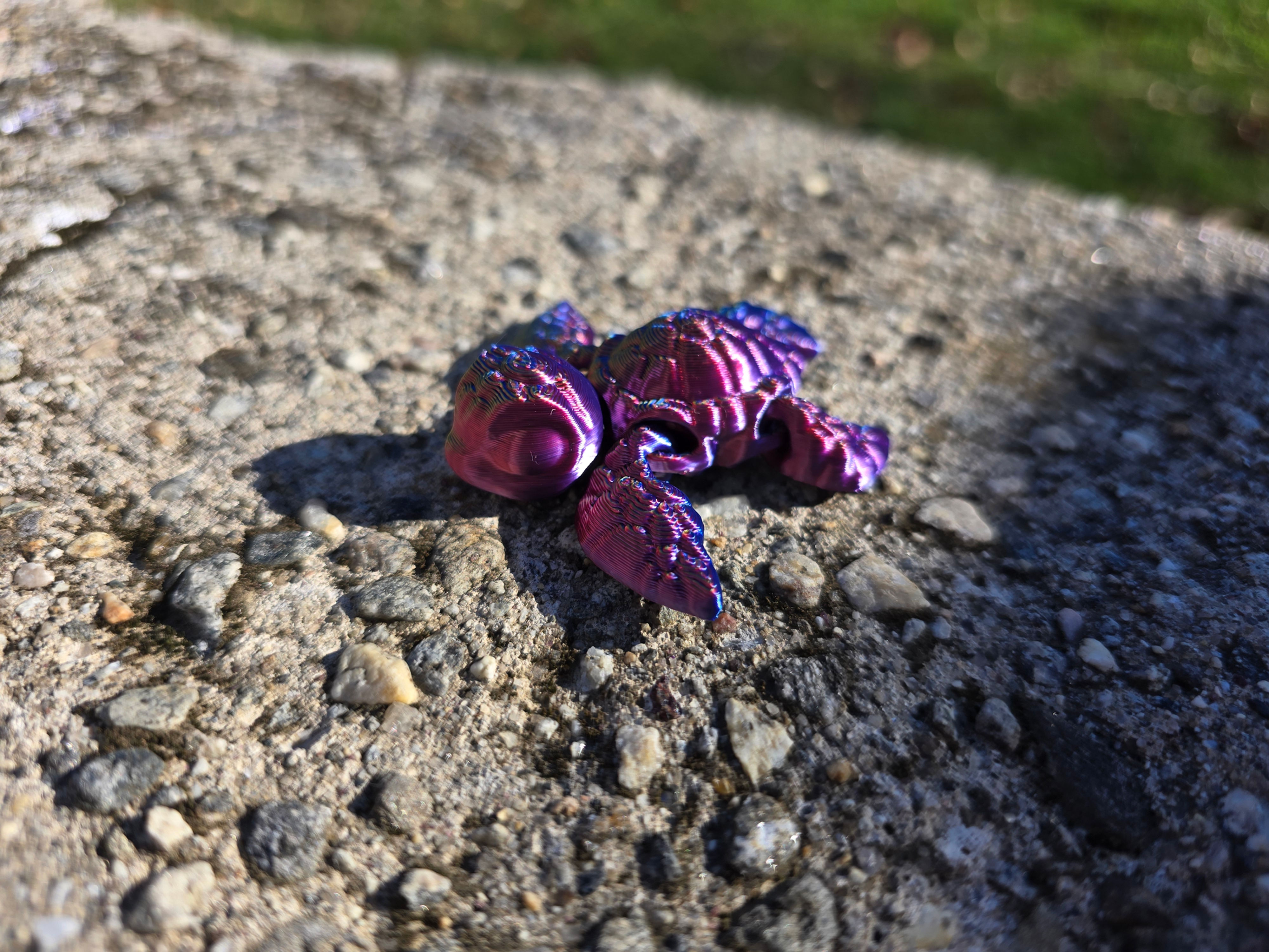 Sea Turtle Hatchling