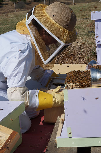 Beekeeper inspecting hive, Ann Arbor MI