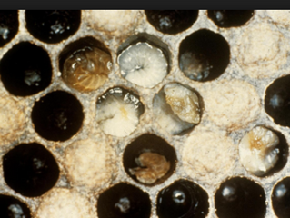 European Foulbrood