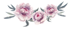 Peonies