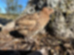 Thumbnail: Cardoon