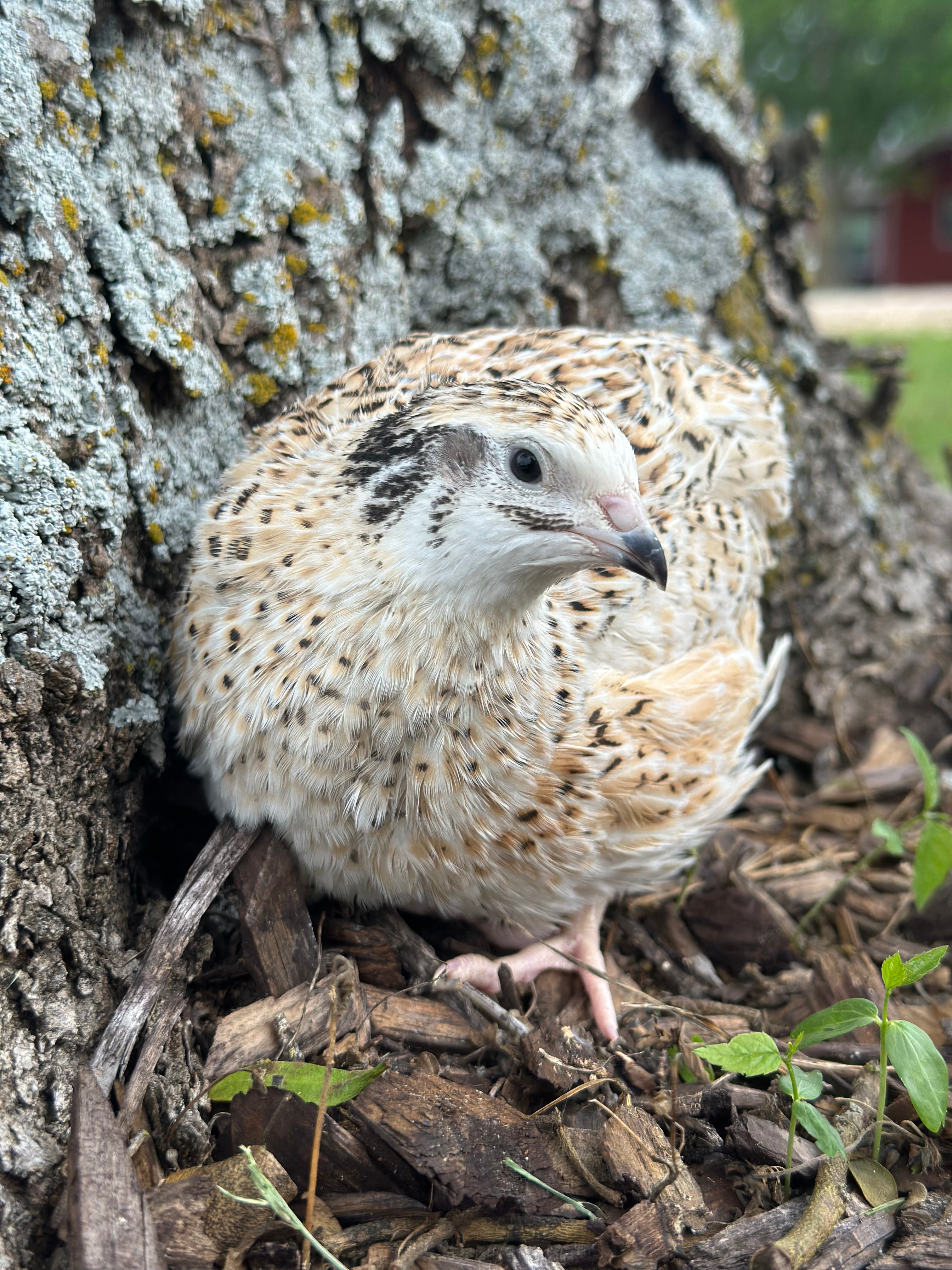 Jumbo Fawn- Italians and Manchurians