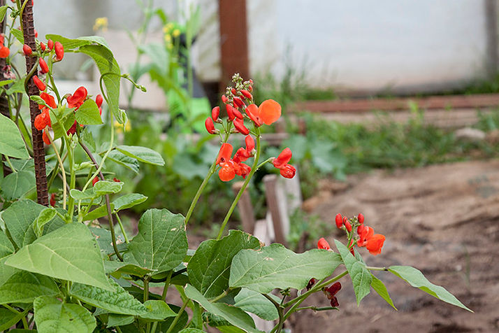 BEANS LESEDI FARMS.jpg