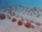 Pocillopora_Cordlines_Isabela_Galapagos Reef Revival.JPG