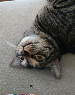 A tabby cat lays upside down and looks at the camera.
