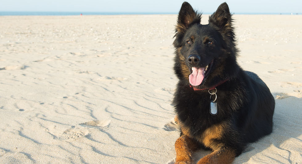 A dark German Shepherd sits at the beach.